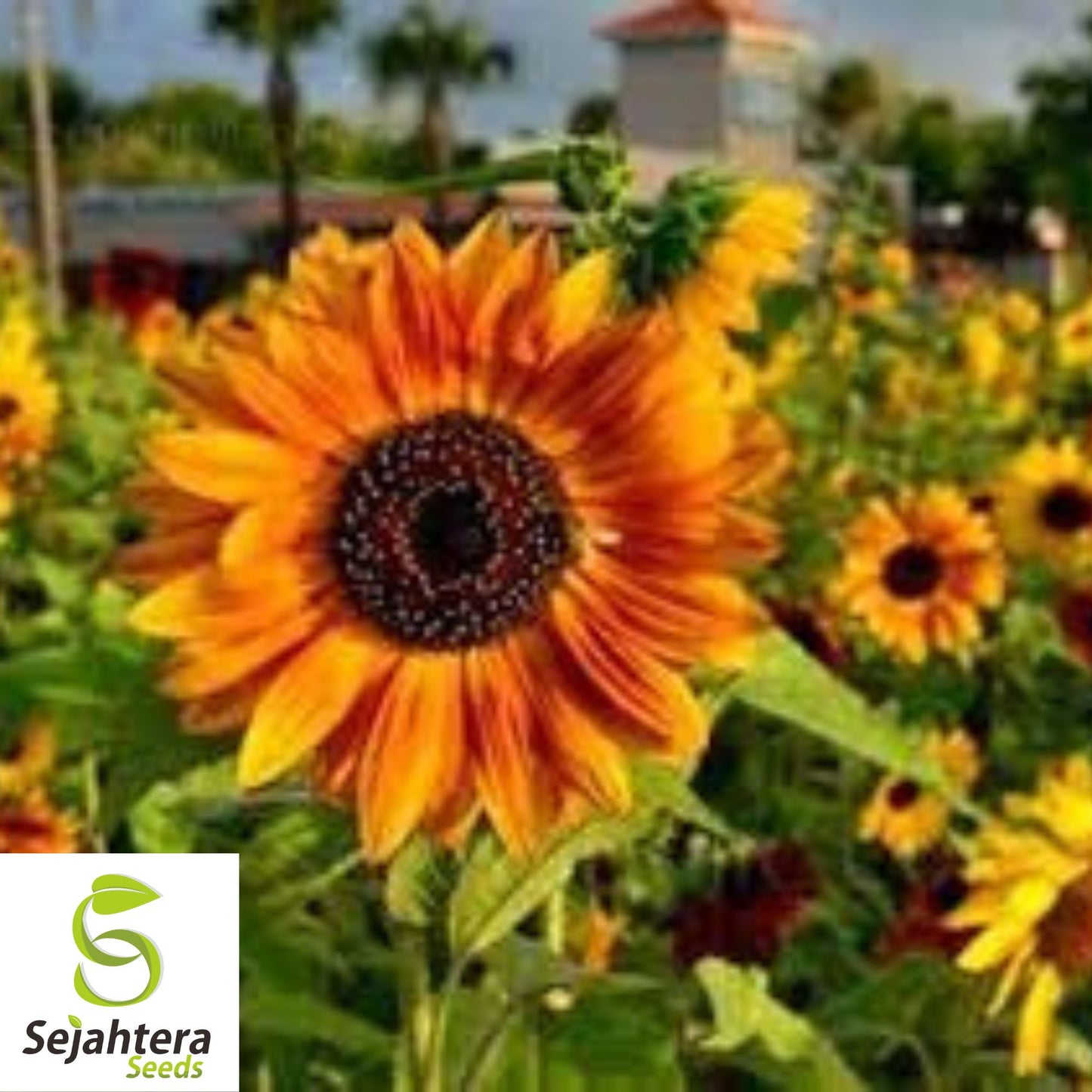 Autumn Beauty Sunflower Seeds - 50+ Heirloom - Organic, Non-GMO & Colorful