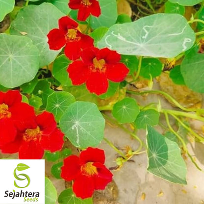 Empress of India Black Velvet Seeds {Tropaeolum nanum} Heirloom 5 Seeds