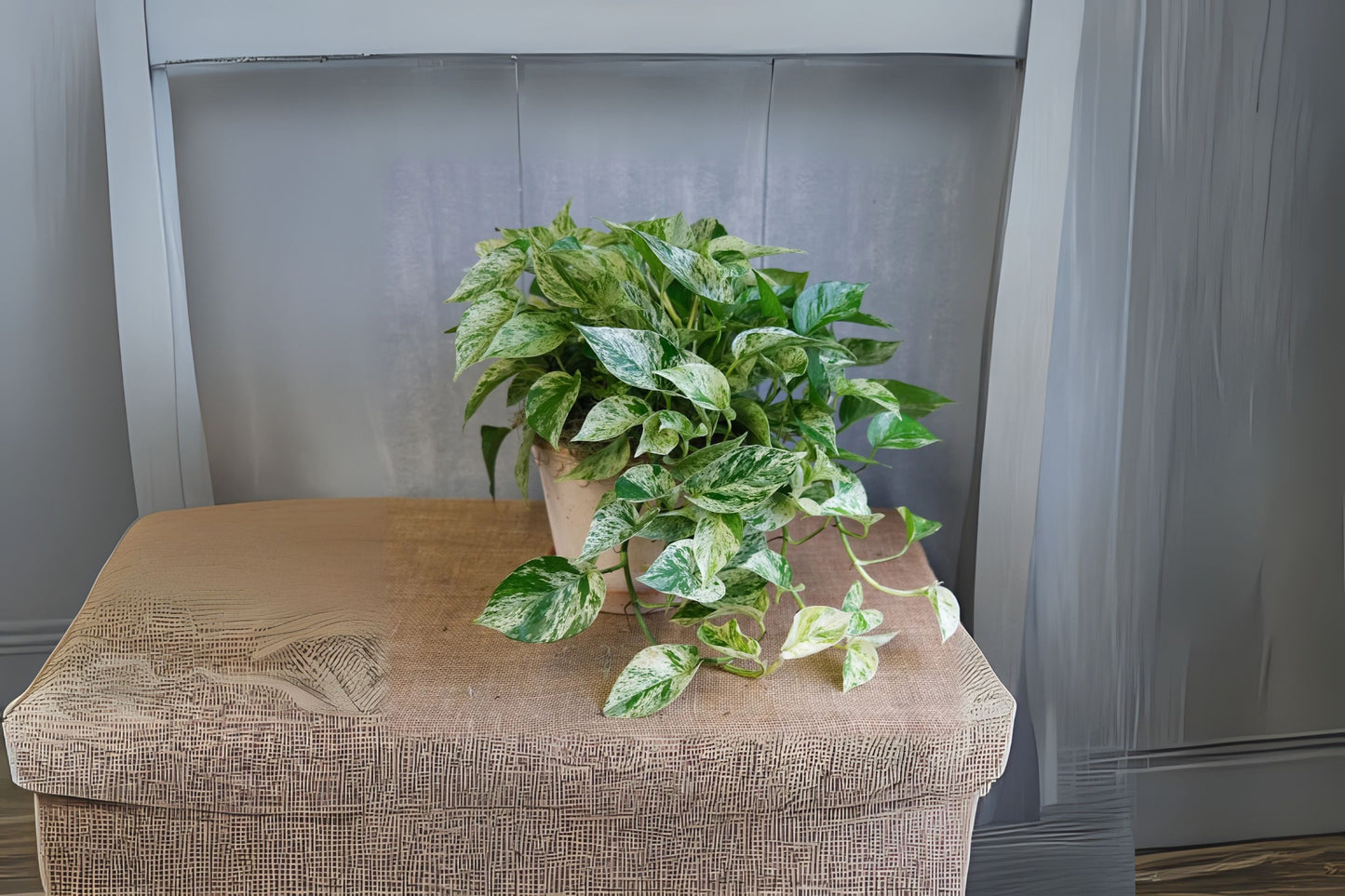 Marble Queen Pothos House Plant 6in Hanging Basket - Epipremnum aureum, Easy Care, Air Purifying Indoor Plant