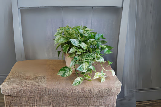 Marble Queen Pothos House Plant 6in Hanging Basket - Epipremnum aureum, Easy Care, Air Purifying Indoor Plant