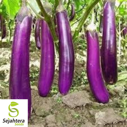 Long Purple Eggplant Seeds - 400+ Organic Heirloom - Non-GMO & High Yield