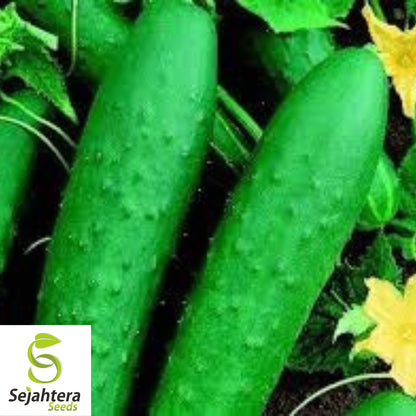 Double Yield Cucumber Seeds - 200+ Heirloom, Organic, Non-GMO & Fresh
