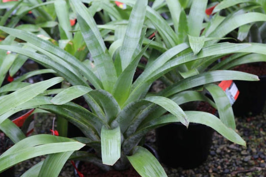 Bromeliad Plant 9" Pot Alcantarea Odorata Silver-Dusted Foliage - Ideal for Interior & Landscape Decor