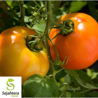 50 Kellogg's Breakfast Tomato Seeds - Heirloom, Non-GMO, USA Vegetable