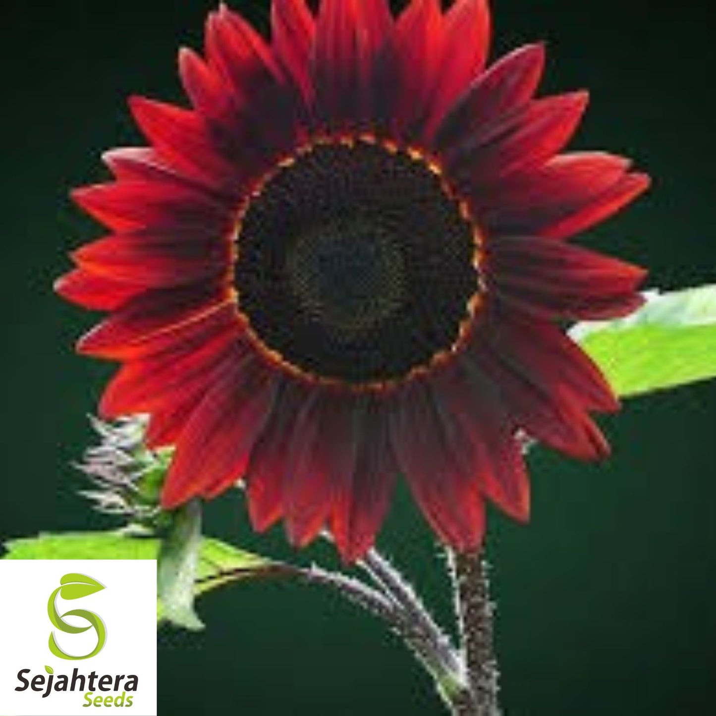 Chocolate Cherry Sunflower Seeds - 50+ Heirloom, Organic, Non-GMO & Rare