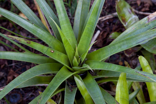 Bromeliad Plant in 6" Pot, Tillandsia Oerstediana, Tropical Indoor Houseplant for Home Decor, Air Plant Variety