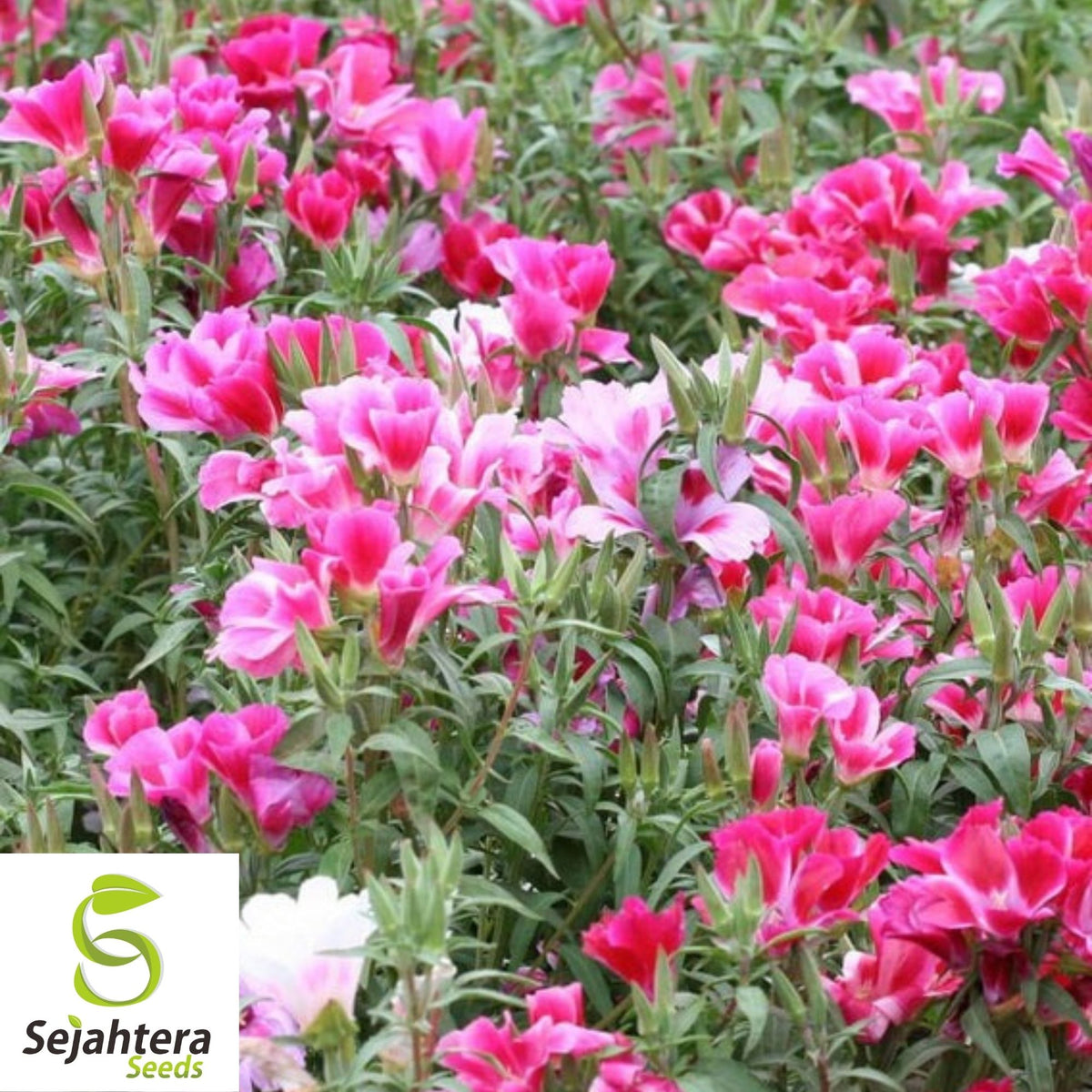 Clarkia Farewell to Spring Seeds 300+ | Godetia amoena Annual Flower USA