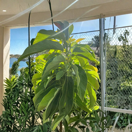 Marcus Pumpkin Avocado Scions – Persea americana  4 Fresh Avocado Scions | Cold Hardy Variety Fast Growing • Grafting Cuttings