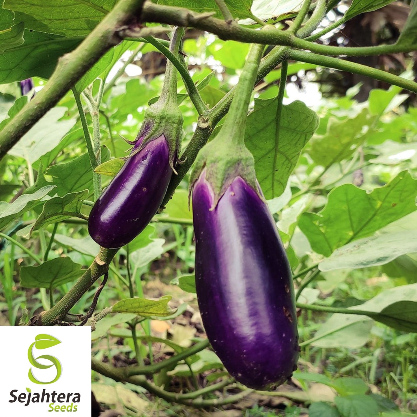 Long Purple Eggplant Seeds - 400+ Organic Heirloom - Non-GMO & High Yield