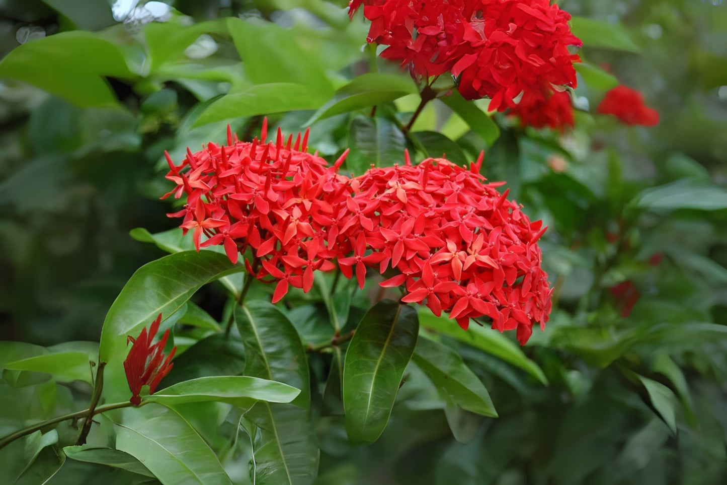 Vibrant Chinese Ixora Shrub 1 Gal Pink Blooms Ixora chinensis Tropical Flowering Plant for Gardens and Borders