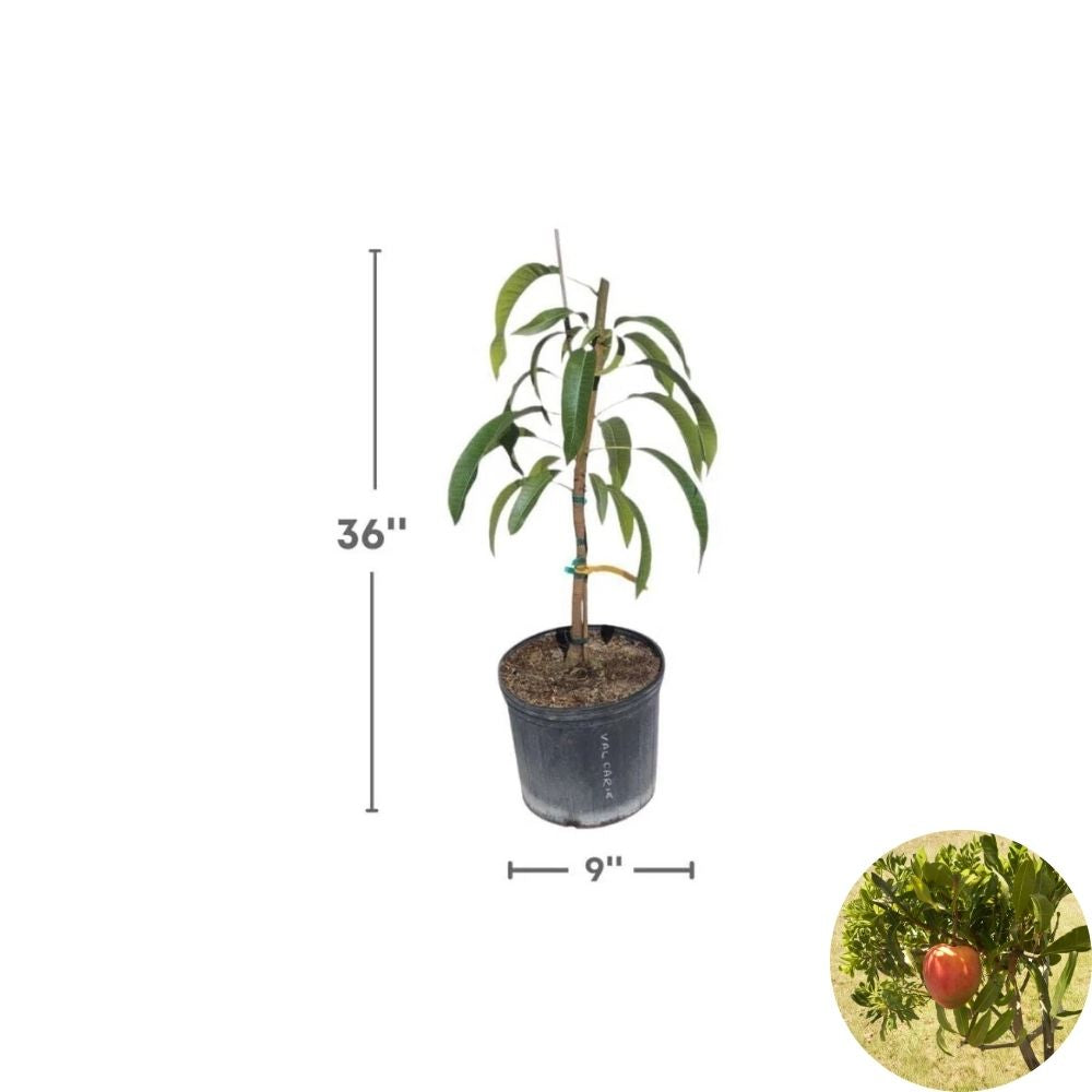 All Summer (Marlys) Mango Tree – Mangifera indica Grafted Live Tree | 2–4 Feet Tall | 3-Gal Container  Long Fruiting Season | Almost Fiberless | Ship to CA & PR