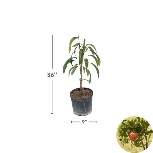 All Summer (Marlys) Mango Tree – Mangifera indica Grafted Live Tree | 2–4 Feet Tall | 3-Gal Container  Long Fruiting Season | Almost Fiberless | Ship to CA & PR