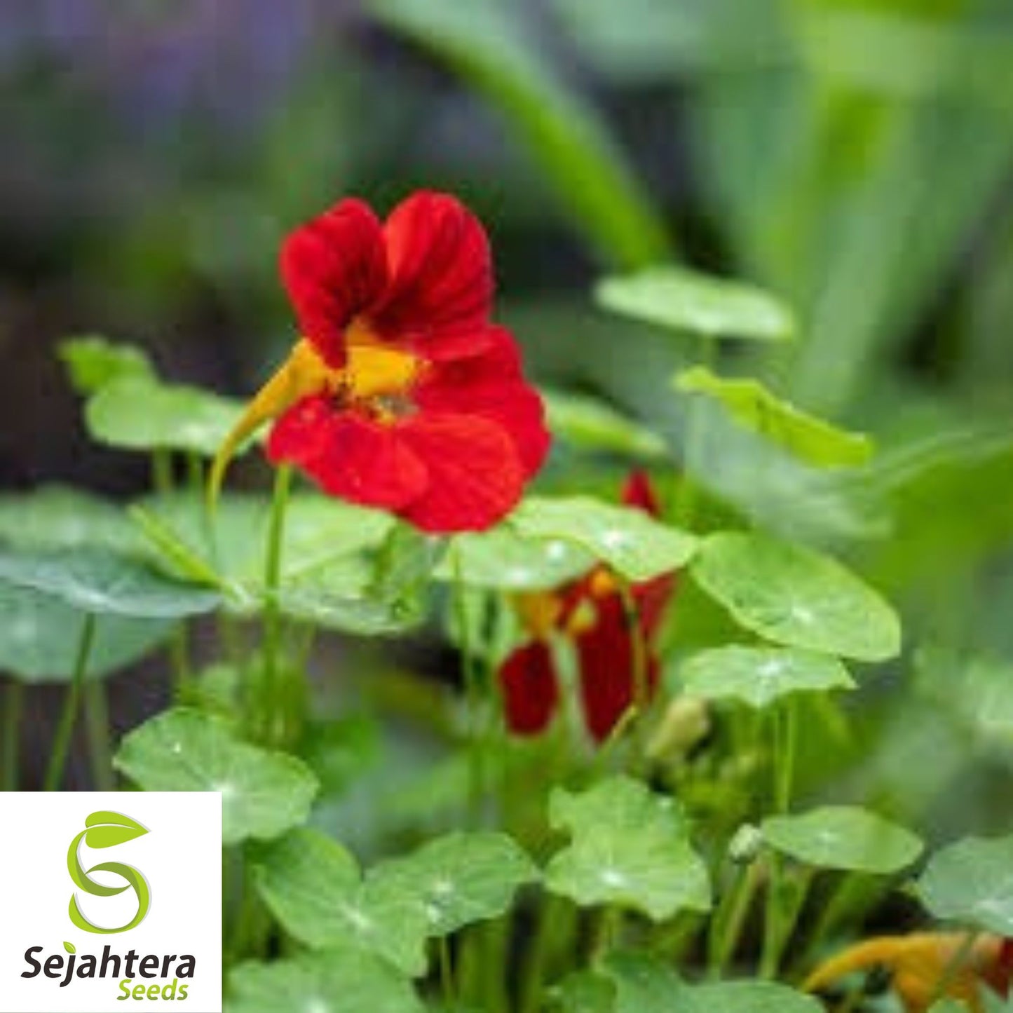 Empress of India Black Velvet Seeds {Tropaeolum nanum} Heirloom 5 Seeds
