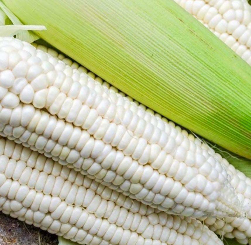 Popcorn Japanese Hulless White (baby Corn) 50 Seeds For Planting