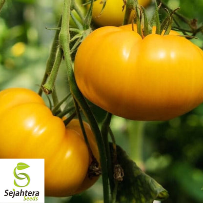 50 Kellogg's Breakfast Tomato Seeds - Heirloom, Non-GMO, USA Vegetable