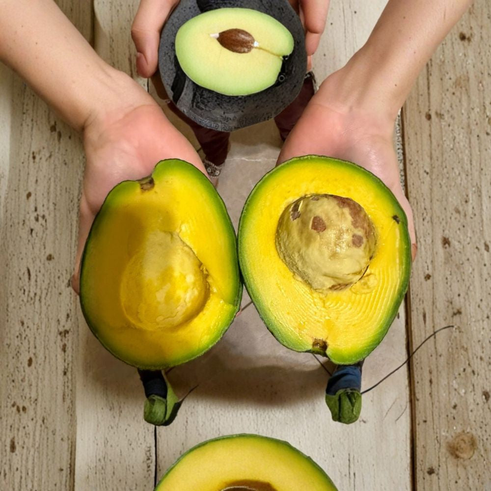 Marcus Pumpkin Avocado Scions – Persea americana  4 Fresh Avocado Scions | Cold Hardy Variety Fast Growing • Grafting Cuttings