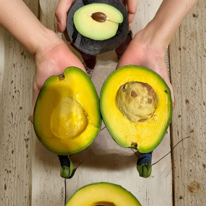 Marcus Pumpkin Avocado Scions – Persea americana  4 Fresh Avocado Scions | Cold Hardy Variety Fast Growing • Grafting Cuttings