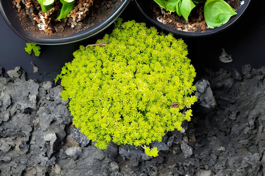 Sedum Golden Moss Live Plant 6 in Pot - Sedum acre, Yellow Flowering Ground Cover, Evergreen Perennial Succulent