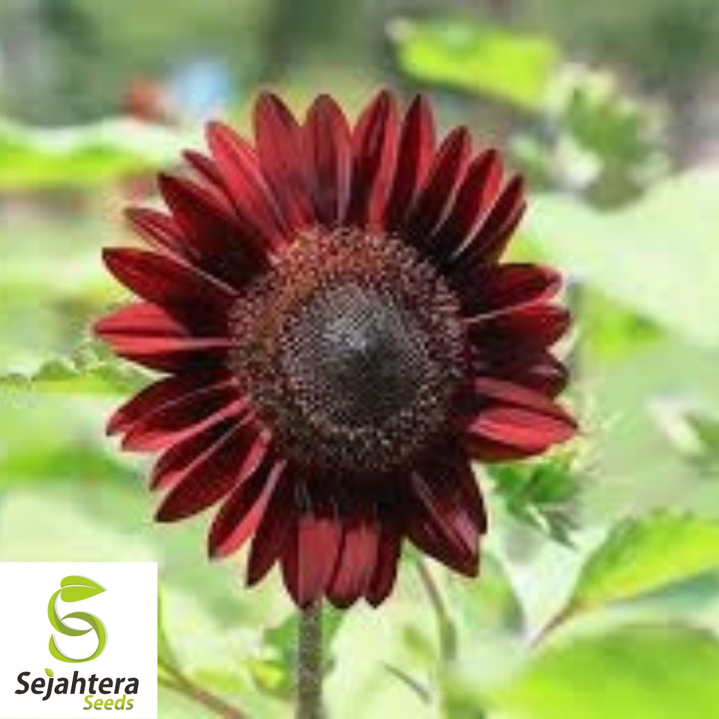 Chocolate Cherry Sunflower Seeds - 50+ Heirloom, Organic, Non-GMO & Rare