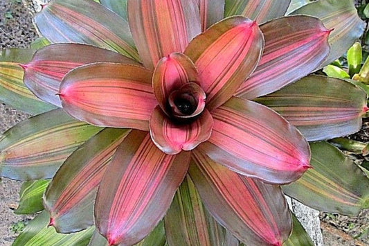 Bromeliad Plant 6" Pot Neoregelia Jampa | Tropical Indoor Houseplant | Unique Colorful Foliage | Easy Care Option