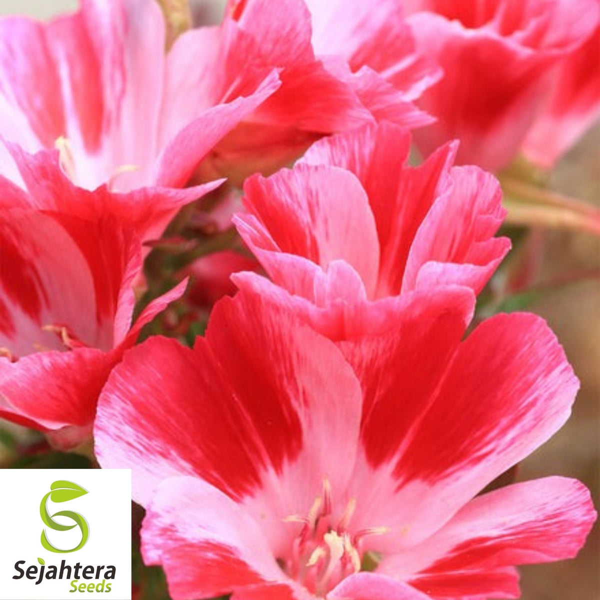 Clarkia Farewell to Spring Seeds 300+ | Godetia amoena Annual Flower USA