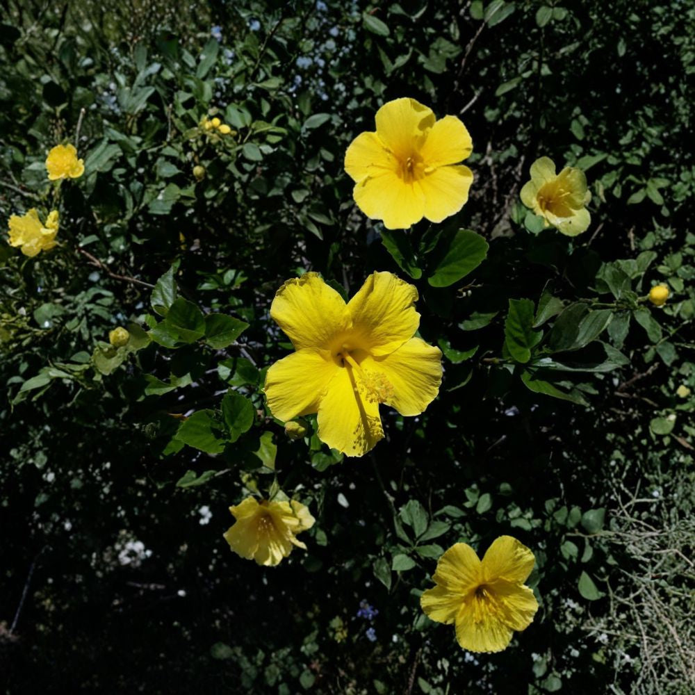 Hibiscus Yellow – Tropical Hibiscus Live Plant | 1 Foot Tall | Includes 6” Nursery Pot  Bright Yellow Blooms | Tropical Flowering Shrub | Great for Patio & Garden