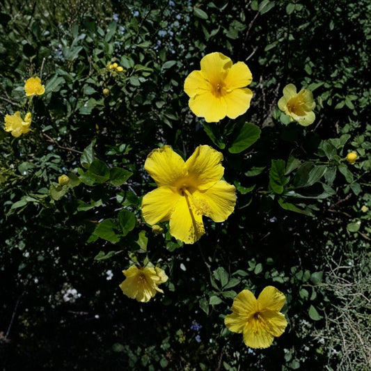 Hibiscus Yellow – Tropical Hibiscus Live Plant | 1 Foot Tall | Includes 6” Nursery Pot  Bright Yellow Blooms | Tropical Flowering Shrub | Great for Patio & Garden