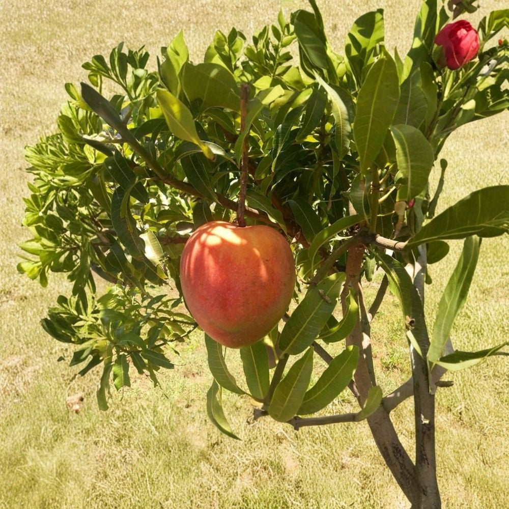 All Summer (Marlys) Mango Tree – Mangifera indica Grafted Live Tree | 2–4 Feet Tall | 3-Gal Container  Long Fruiting Season | Almost Fiberless | Ship to CA & PR