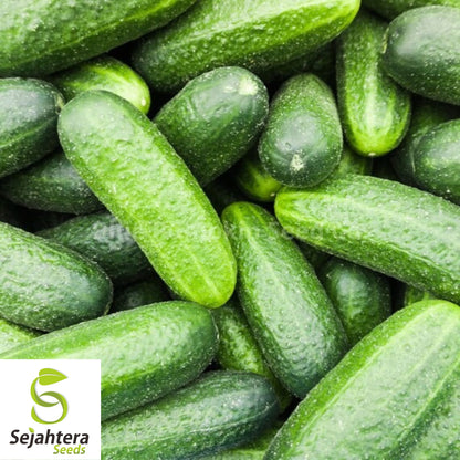 Double Yield Cucumber Seeds - 200+ Heirloom, Organic, Non-GMO & Fresh
