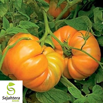50 Kellogg's Breakfast Tomato Seeds - Heirloom, Non-GMO, USA Vegetable