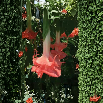 Brugmansia ‘Audrey Lea’ – Angel’s Trumpet Live Flowering Plant | 1 Foot Tall | Includes 1 Gallon Pot  Double Pink-Red Blooms | Large Trumpet Flowers | Fragrant Beauty