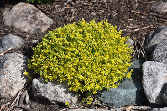 Sedum Golden Moss Live Plant 6 in Pot | Goldmoss Stonecrop (Sedum acre) | Evergreen Ground Cover | Yellow Flowers