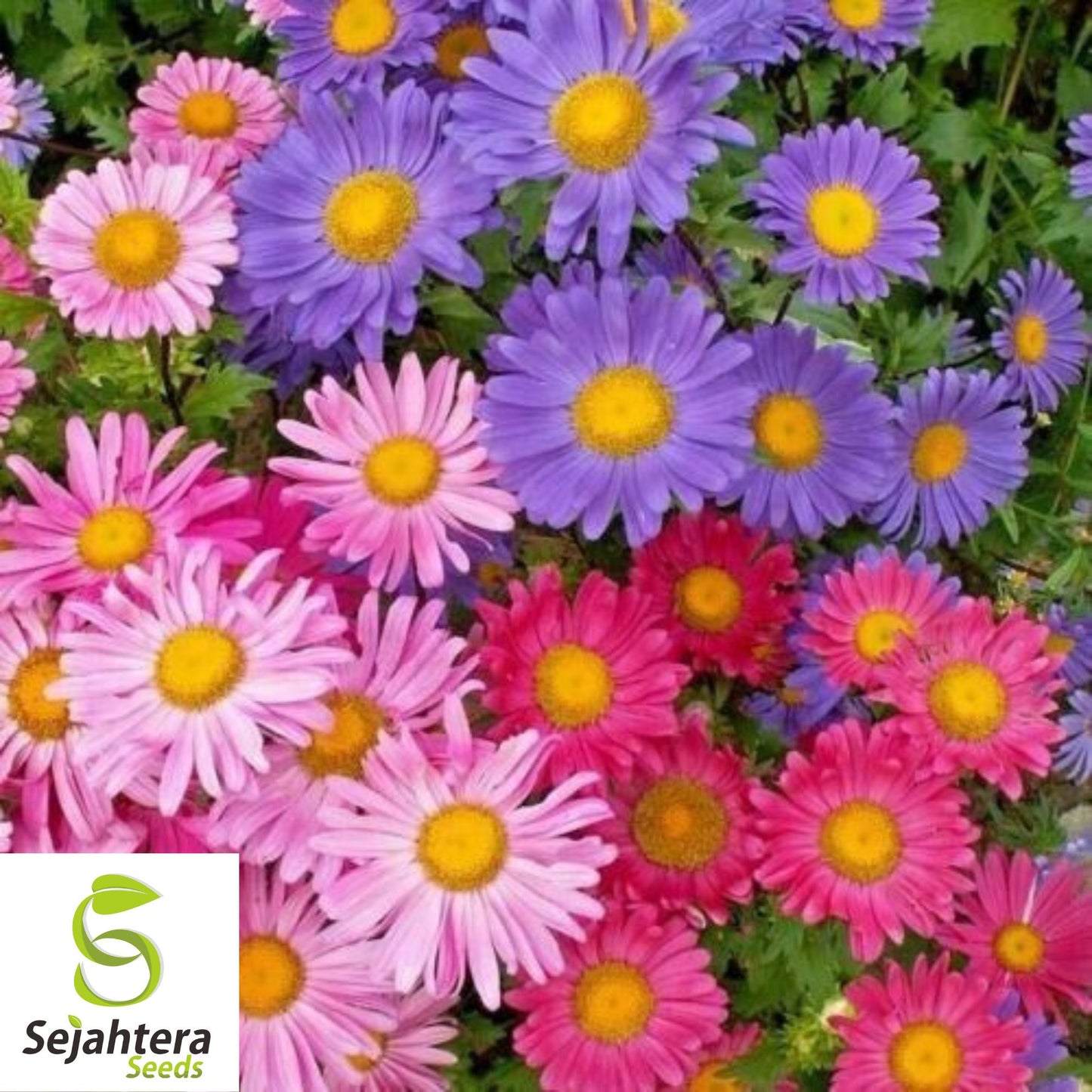 Powder Puff Aster Seeds - 1000+ Heirloom - Rainbow Mix, Fresh Cut Flowers