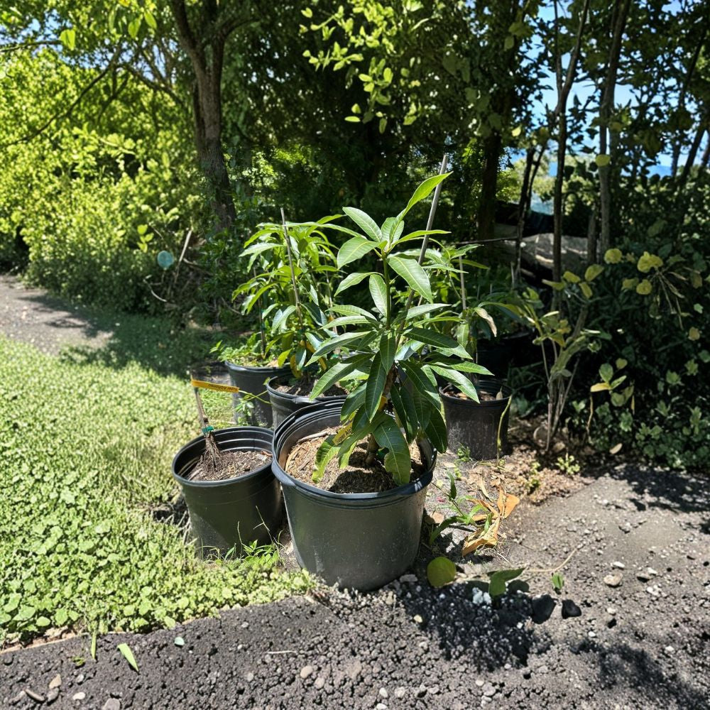 Mallika Dwarf Mango Tree – Mangifera indica Grafted Live Tree | 3–5 Feet Tall | 7 Gallon Size  Cold Hardy to 27°F | Indian Dessert Variety | Container Friendly