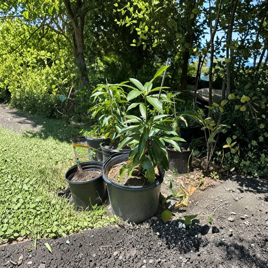 Mallika Dwarf Mango Tree – Mangifera indica Grafted Live Tree | 3–5 Feet Tall | 7 Gallon Size  Cold Hardy to 27°F | Indian Dessert Variety | Container Friendly
