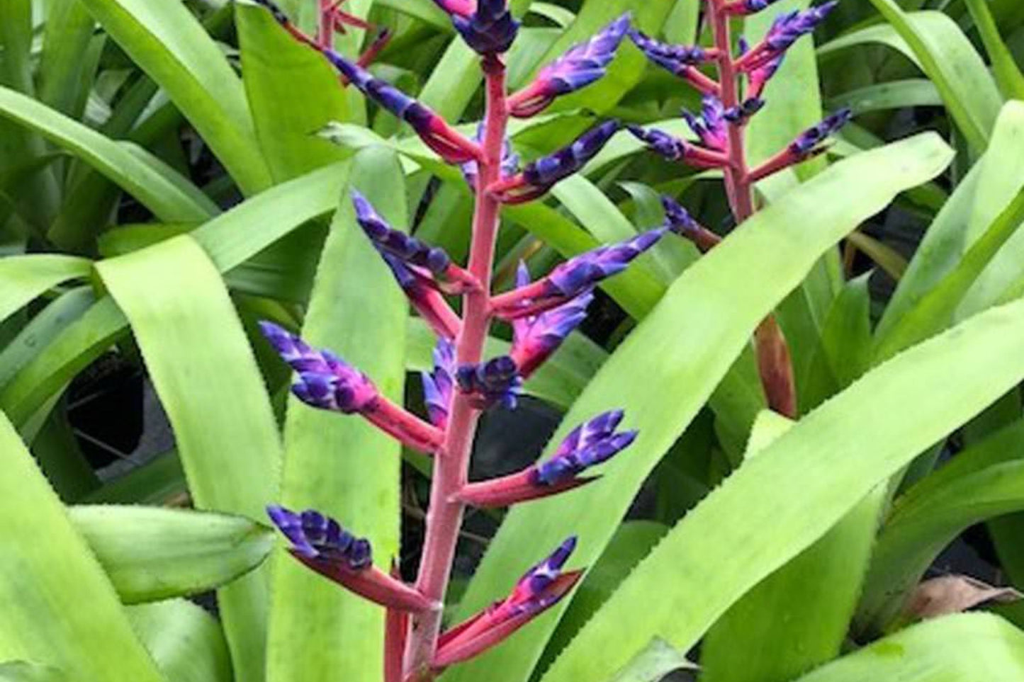 Bromeliad Aechmea Blue Tango 8" Pot | Unique Green Foliage with Cobalt Blue & Hot Pink Bloom | Indoor Plant Decor