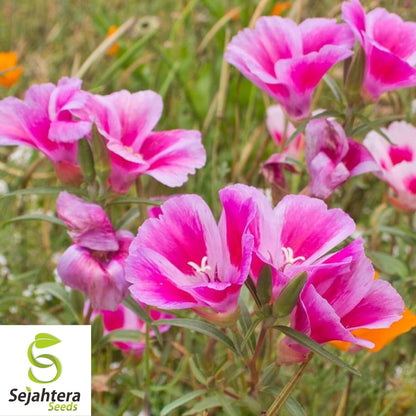 Clarkia Farewell to Spring Seeds 300+ | Godetia amoena Annual Flower USA