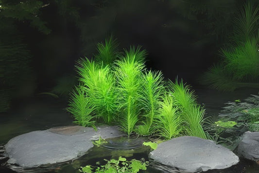 Pogostemon Erectus Aquatic Plant Portion Cup 3.5 oz - Freshwater Aquarium Plant - Pogostemon Deccanensis