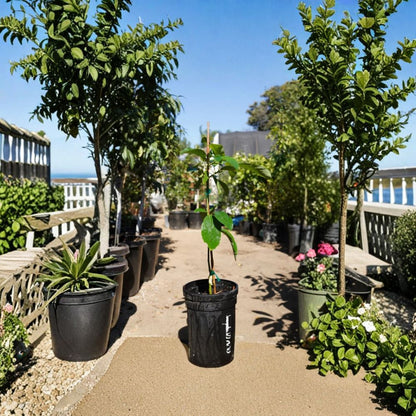 Little Cado Avocado Tree – Persea americana  Live Avocado Plant | 1–2 Feet Tall | 3 Gallon Pot Cold Hardy Avocado • Dwarf Fruit Tree