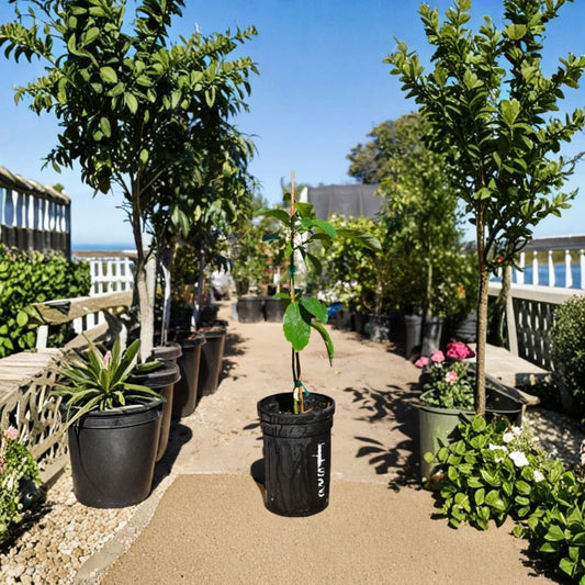 Little Cado Avocado Tree – Persea americana  Live Avocado Plant | 1–2 Feet Tall | 3 Gallon Pot Cold Hardy Avocado • Dwarf Fruit Tree