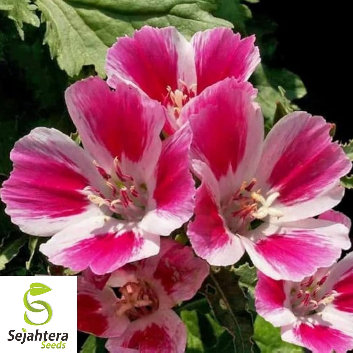 Clarkia Farewell to Spring Seeds 300+ | Godetia amoena Annual Flower USA