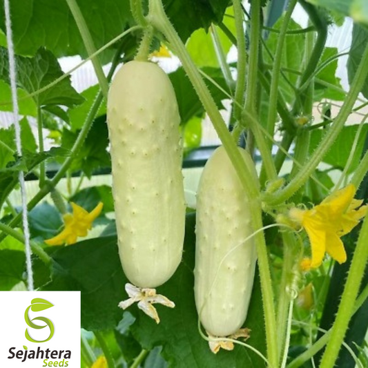 50+ White Wonder Cucumber Seeds - Heirloom, Non-GMO, Rare & Crisp White Variety