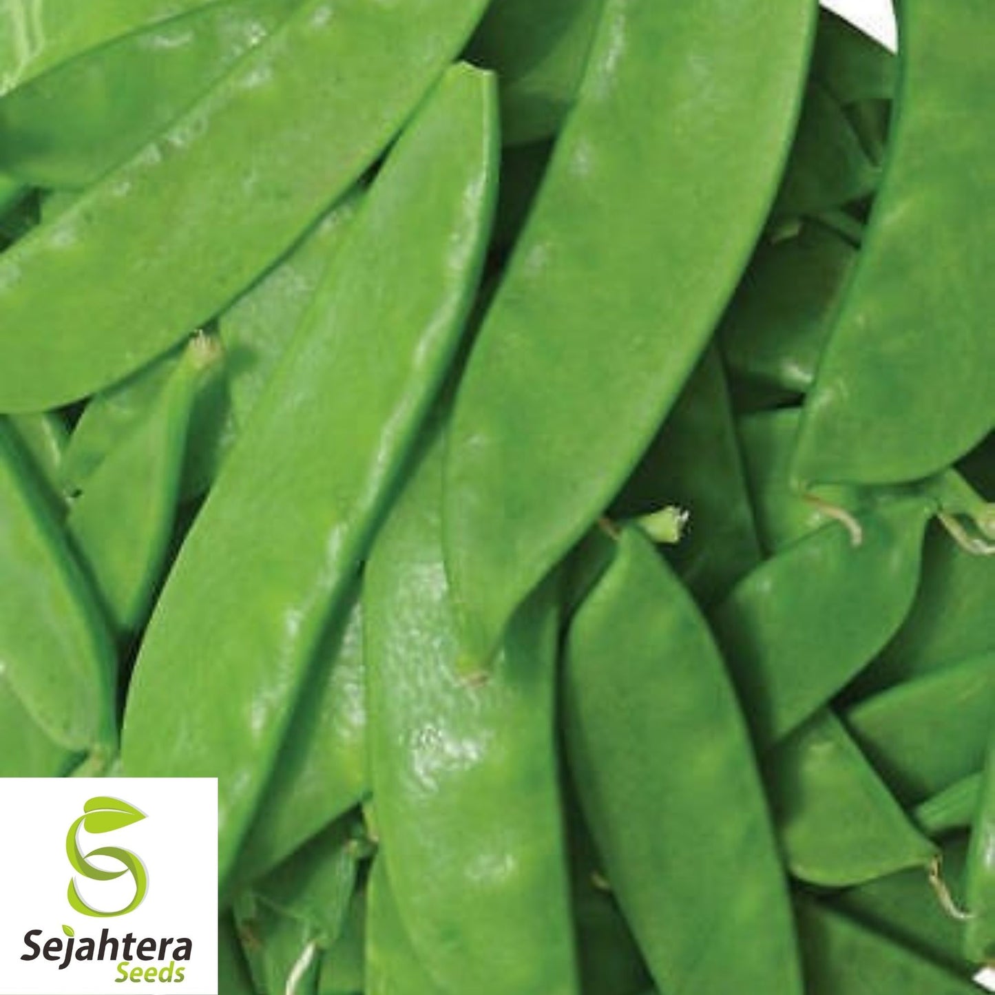 Oregon Sugar Pod II Pea Seeds 25 Ct | Heirloom Snow Pod Vegetable USA