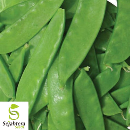 Oregon Sugar Pod II Pea Seeds 25 Ct | Heirloom Snow Pod Vegetable USA