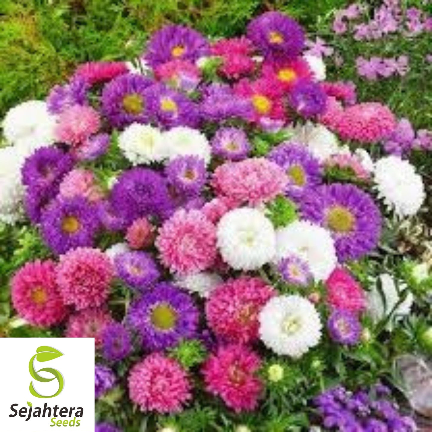 Powder Puff Aster Seeds - 1000+ Heirloom - Rainbow Mix, Fresh Cut Flowers