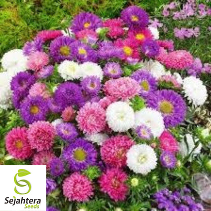 Powder Puff Aster Seeds - 1000+ Heirloom - Rainbow Mix, Fresh Cut Flowers