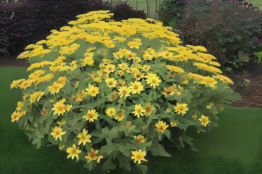 Bright Yellow Zinnia angustifolia - Qty 4 Narrowleaf Zinnia for Garden Borders & Containers - Easy-Care Annual Flower Plant