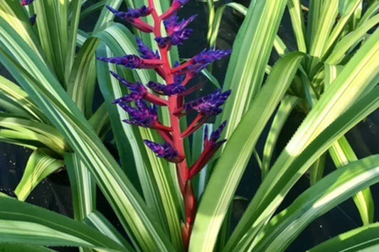 Bromeliad Plant 8" Pot Aechmea America Variegated Foliage Cobalt Blue Pink Blooms (P.) - Unique Indoor Garden Decor