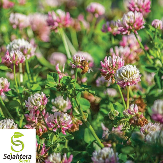 3,500+ Alsike Pink Clover Seeds - Medicinal Herb, Pollinator, Bulk