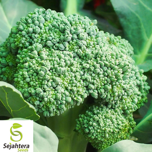 1000+ Waltham 29 Broccoli Seeds - Heirloom, Organic, Non-GMO, Cold-Hardy & Fresh